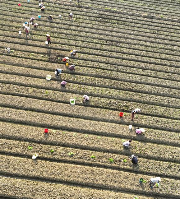 蔬菜基地
道县