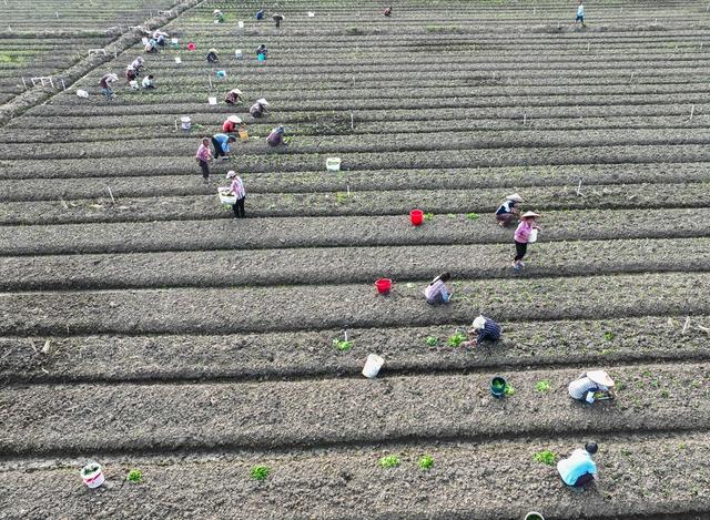 蔬菜基地
道县
