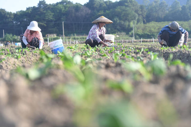 蔬菜基地
道县