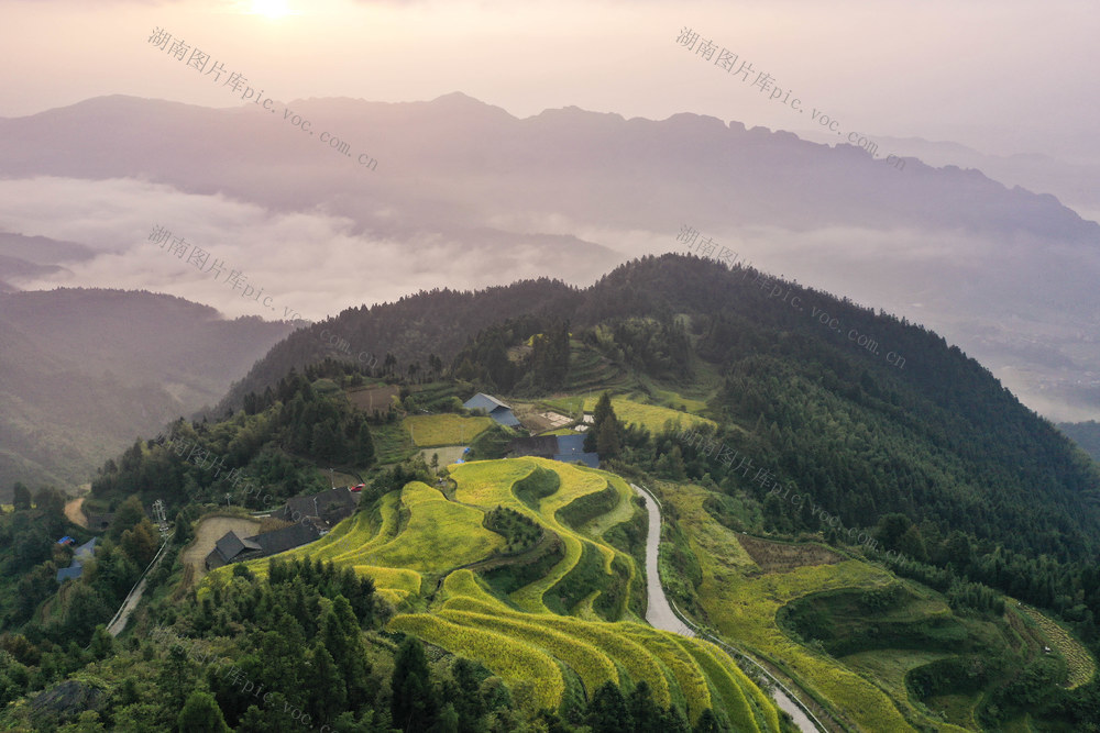 中稻 丰收 农忙 梯田 云海