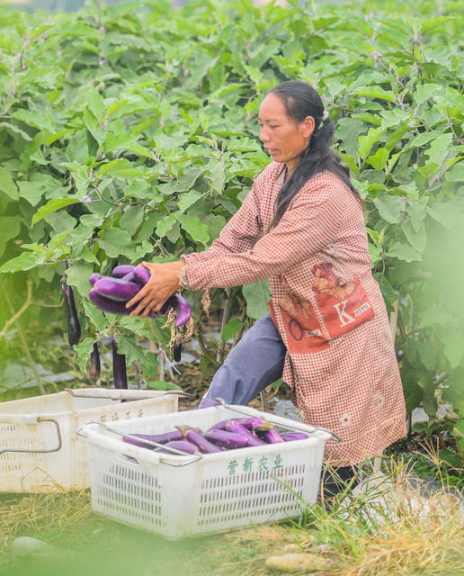 蔬菜
道县
中秋
