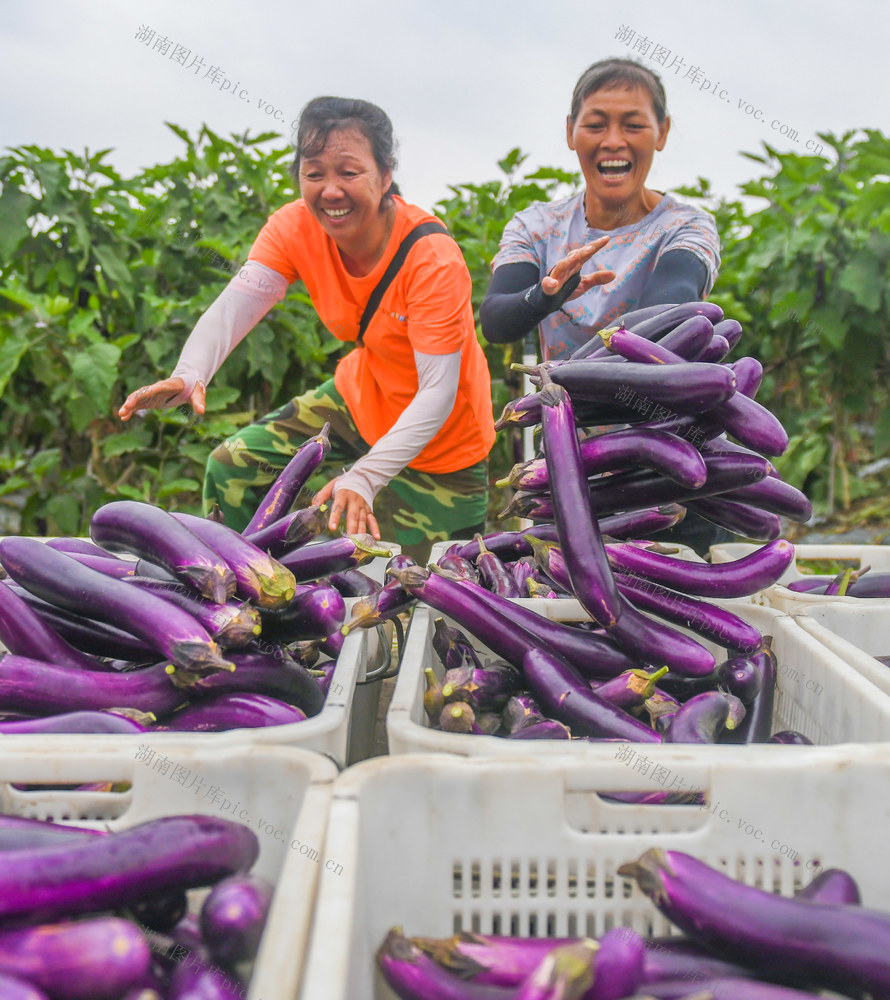 蔬菜
道县
中秋
