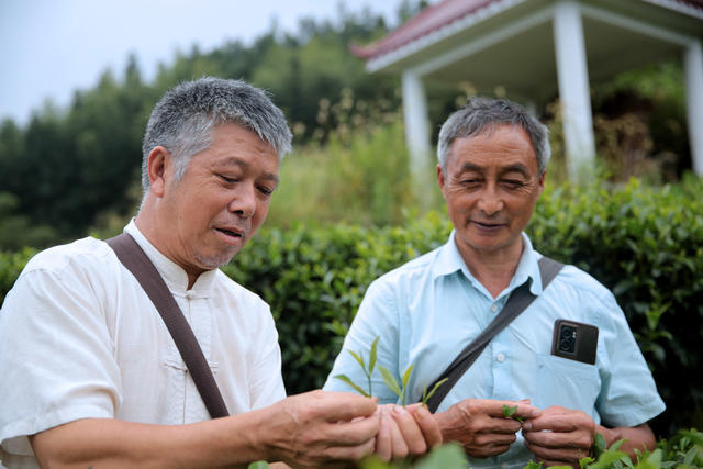 湖南 桂东工匠 中秋市场 玲珑茶