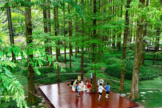 森林公园 露营 旅游 中秋 假期 生态