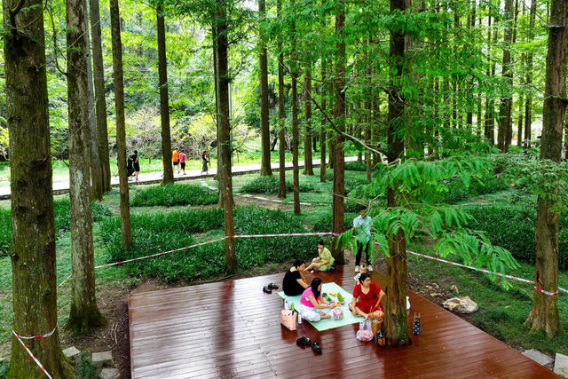 森林公园 露营 旅游 中秋 假期 生态