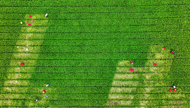 湖南  郴州  苏仙区  坳上镇  欣兴源农业有限责任公司  大棚蔬菜  基地   忙碌 “菜篮子”基地  港澳大湾区  中秋  国庆  新鲜蔬菜 