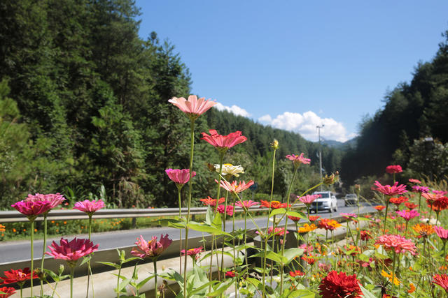 湖南桂东：秋高气爽 鲜花 中秋