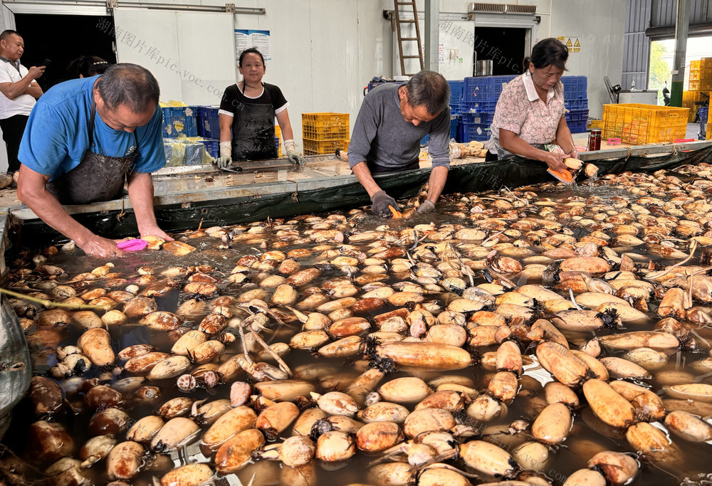 “免检品”湖湘鲜藕抢手“双节”市场   走藕鳖共养模式之路