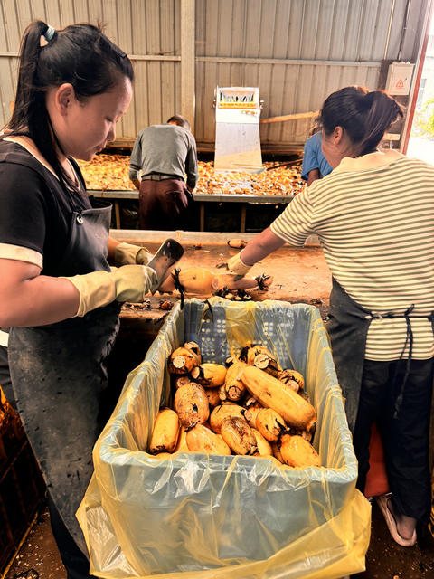 “免检品”湖湘鲜藕抢手“双节”市场   走藕鳖共养模式之路