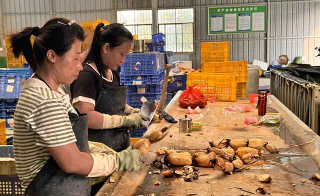 “免检品”湖湘鲜藕抢手“双节”市场   走藕鳖共养模式之路