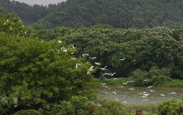 新宁县扶夷江湿地公园白鹭翩飞