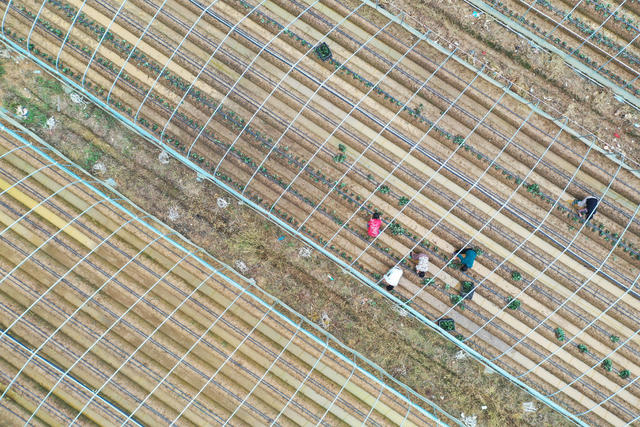 草莓  种植  基地  有机  生态  水果  移栽