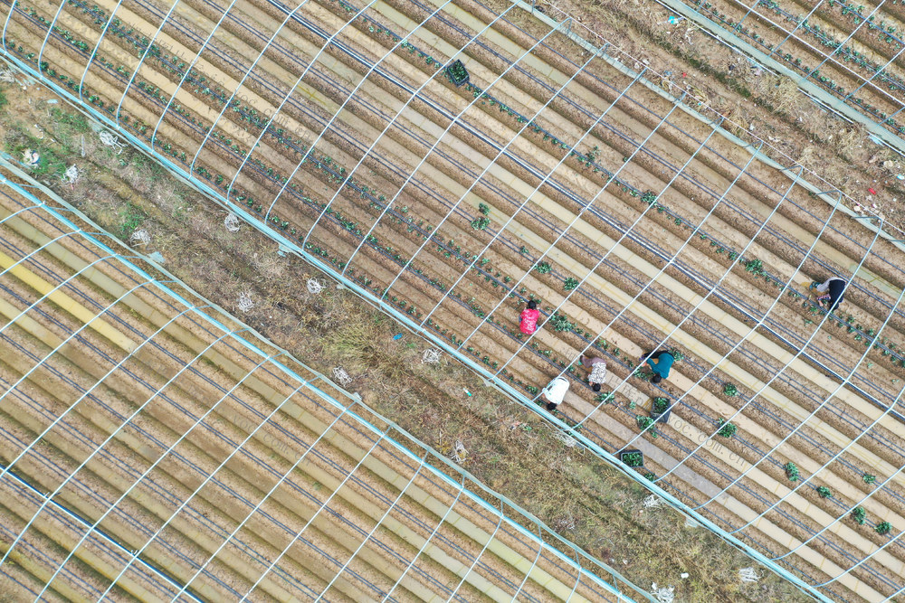 草莓  种植  基地  有机  生态  水果  移栽