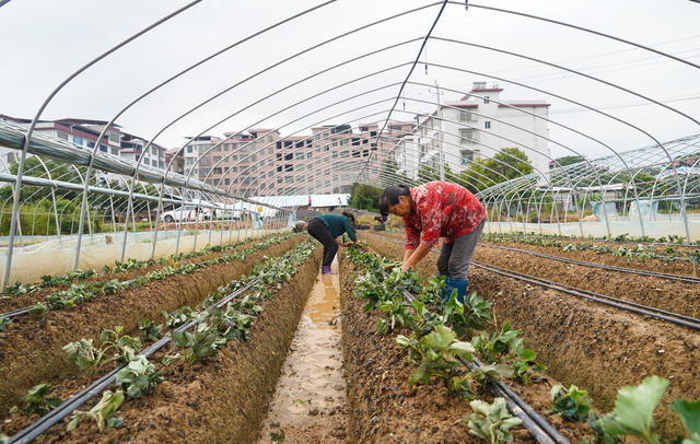 草莓  种植  基地  有机  生态  水果  移栽