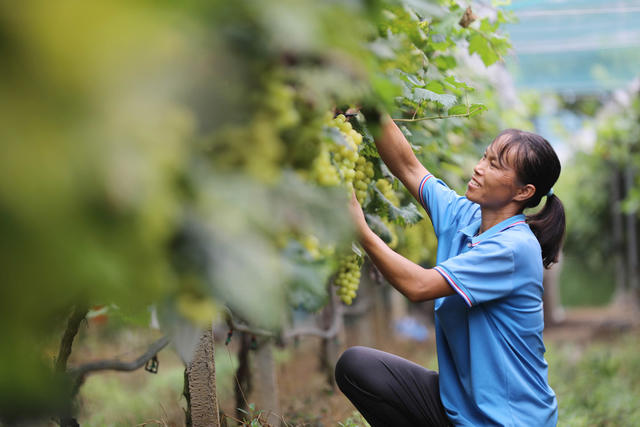 秋收 稻谷 葡萄