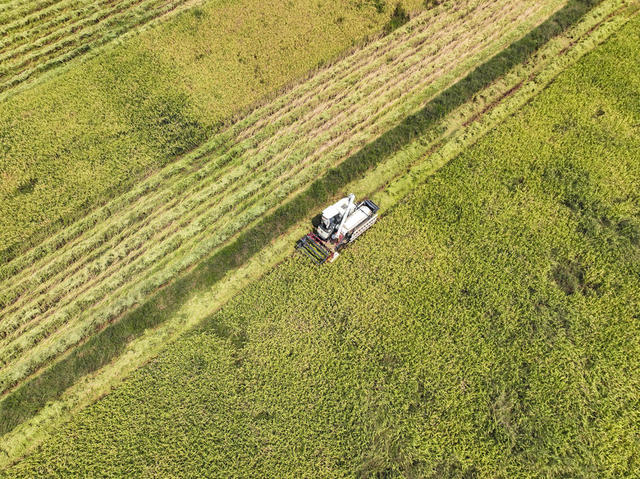 秋收  晾晒  稻谷 晒秋