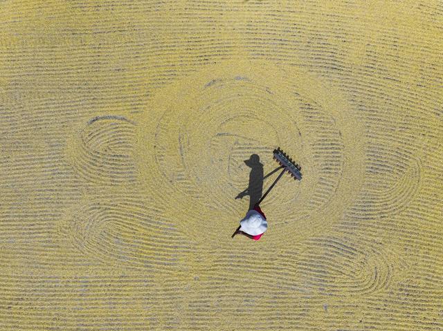 秋收  晾晒  稻谷 晒秋