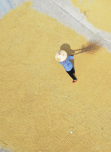 嘉禾：忙晒秋  保归仓