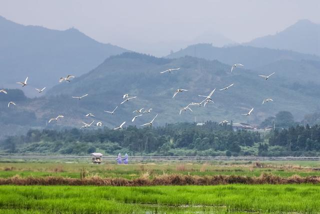 白鹭 鸟类 生态 乡村 自然