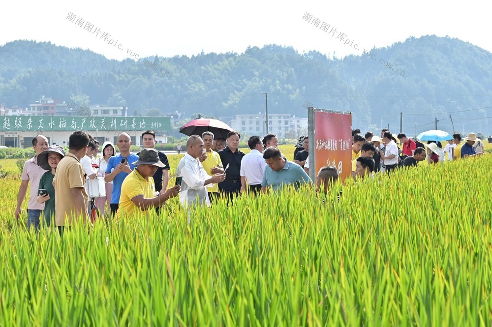 田*间*观*摩*会