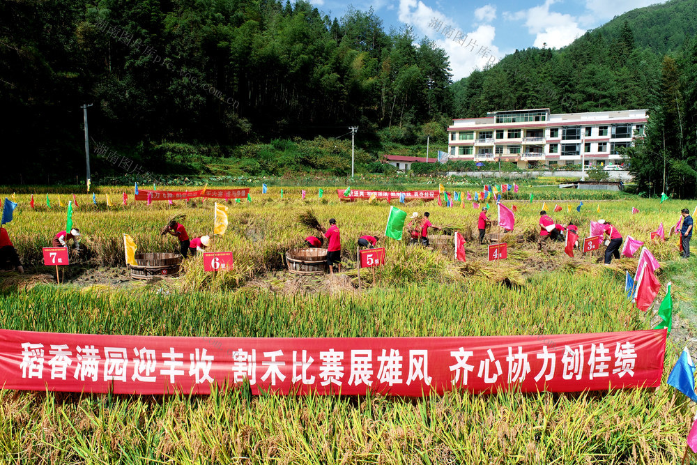 湖南桂东 第七届中国农民丰收节 隆重举行 割禾比赛 农民