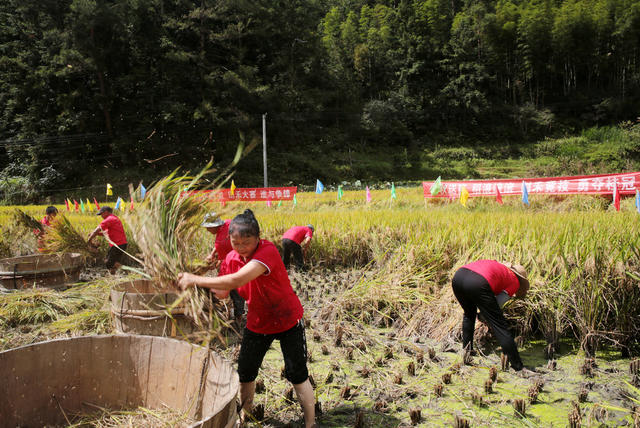 湖南桂东 第七届中国农民丰收节 隆重举行 割禾比赛 农民