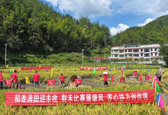 湖南桂东 第七届中国农民丰收节 隆重举行 割禾比赛 农民