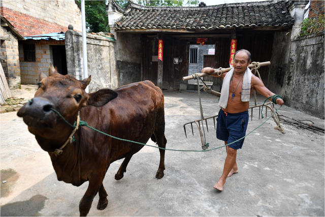 七旬老人  无手  耕地