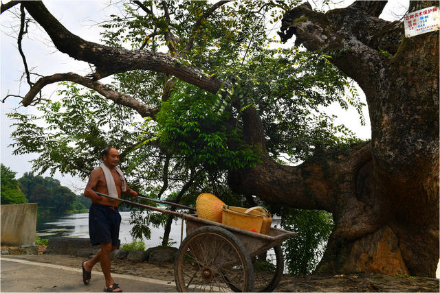 七旬老人  无手  耕地