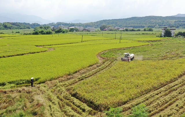 金秋时节 稻谷丰收 农业产业 农民增收 丰收画卷