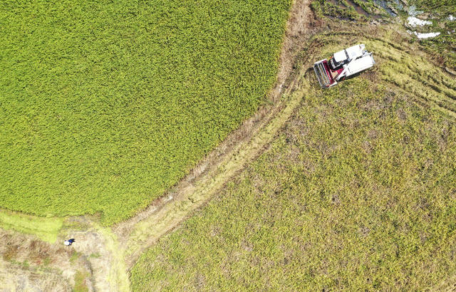 金秋时节 稻谷丰收 农业产业 农民增收 丰收画卷