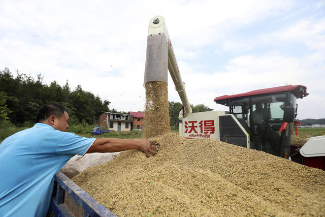 金秋时节 稻谷丰收 农业产业 农民增收 丰收画卷