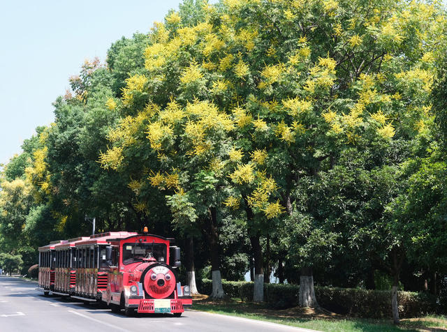 栾树，开花，秋色美