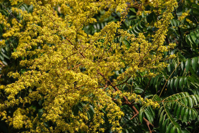 栾树，开花，秋色美