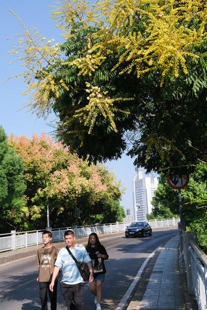 栾树，开花，秋色美
