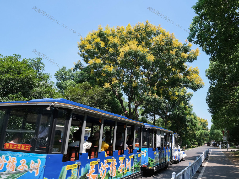 栾树，开花，秋色美