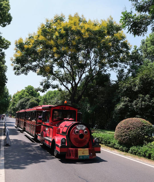 栾树，开花，秋色美