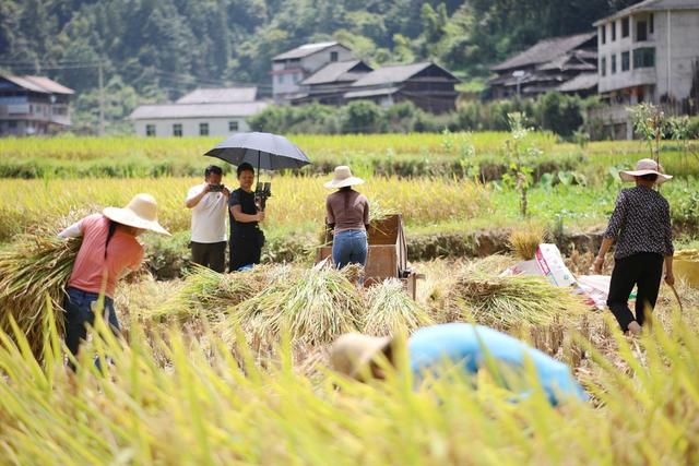 直播、带货、农产品、助农、大米