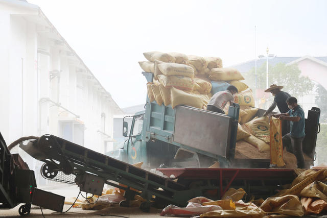 粮食 粮油 收购 种粮