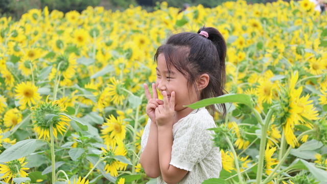 向日葵 儿童 省植物园
