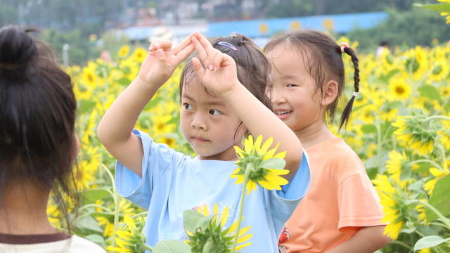 向日葵 儿童 省植物园