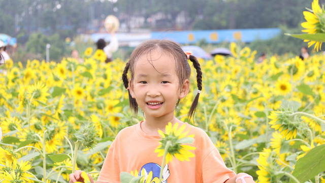 向日葵 儿童 省植物园