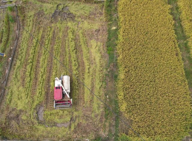金秋时节收割忙