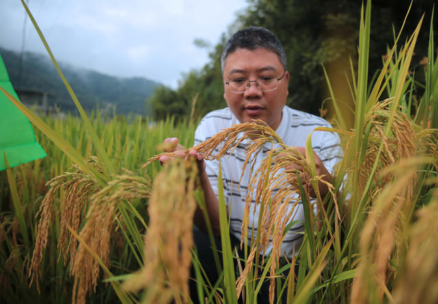 湖南桂东 冷水米 产业 富 千家万户 村民 丰收