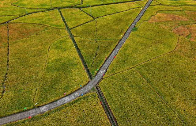 湖南桂东 冷水米 产业 富 千家万户 村民 丰收