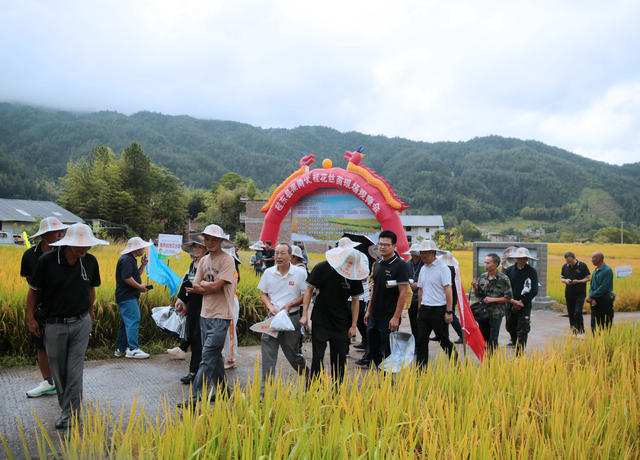 湖南桂东 冷水米 产业 富 千家万户 村民 丰收