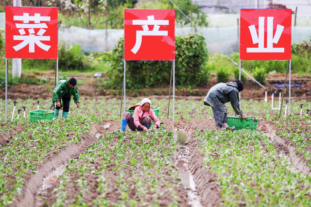 蔬菜  种植  农事  秋分