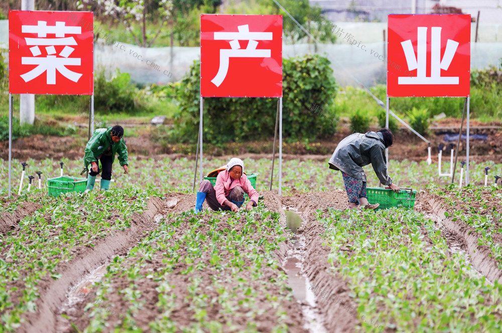 蔬菜  种植  农事  秋分