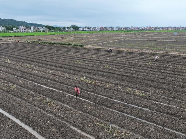秋分节气  农事  农忙  水稻收割  蔬菜管理