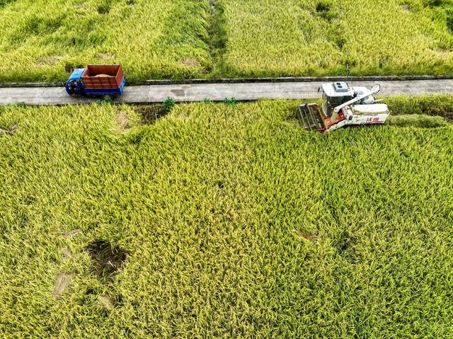 节气
收稻
秋分
道县